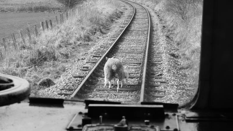 Photo of Sheep on the Line 